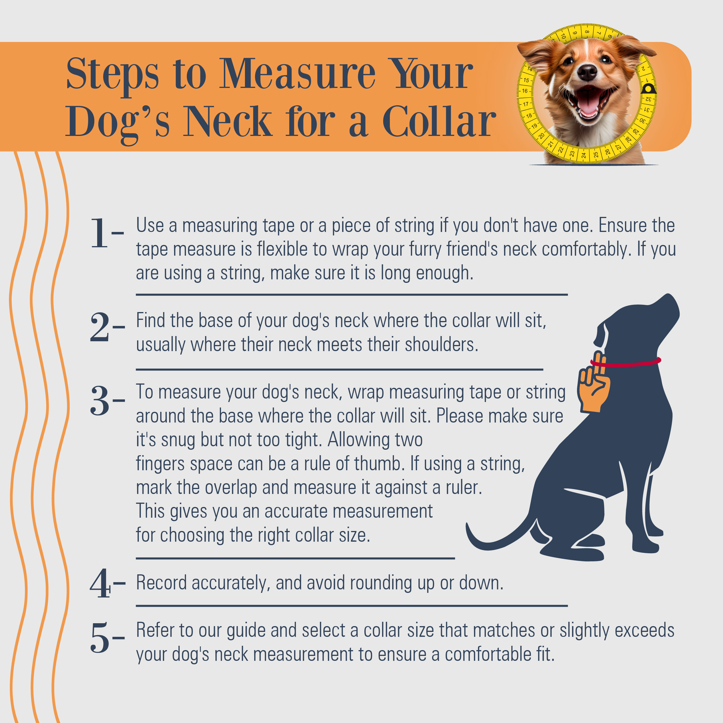 Filbert Padded Leather Dog Collar for Large Dogs, Medium & Small Dogs