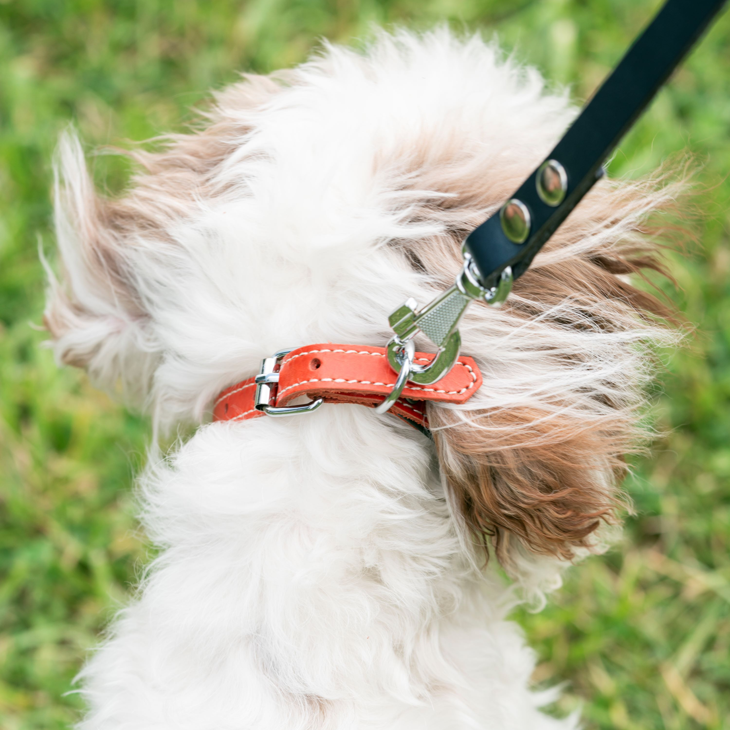 Filbert Padded Leather Dog Collar for Large Dogs, Medium & Small Dogs