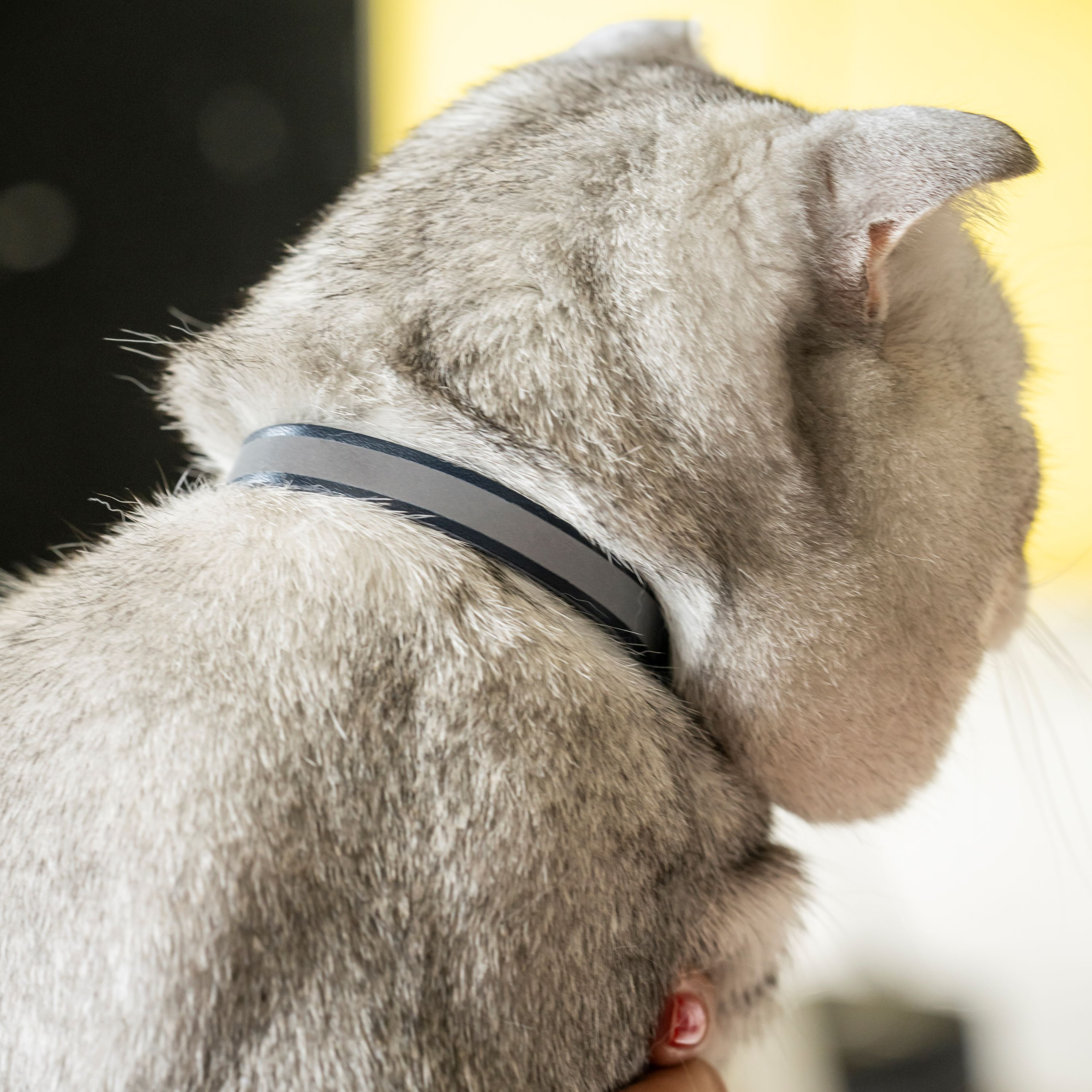 Filbert Leather Cat Collar, Reflective Cat Collar with Bell - Picture 39 of 61