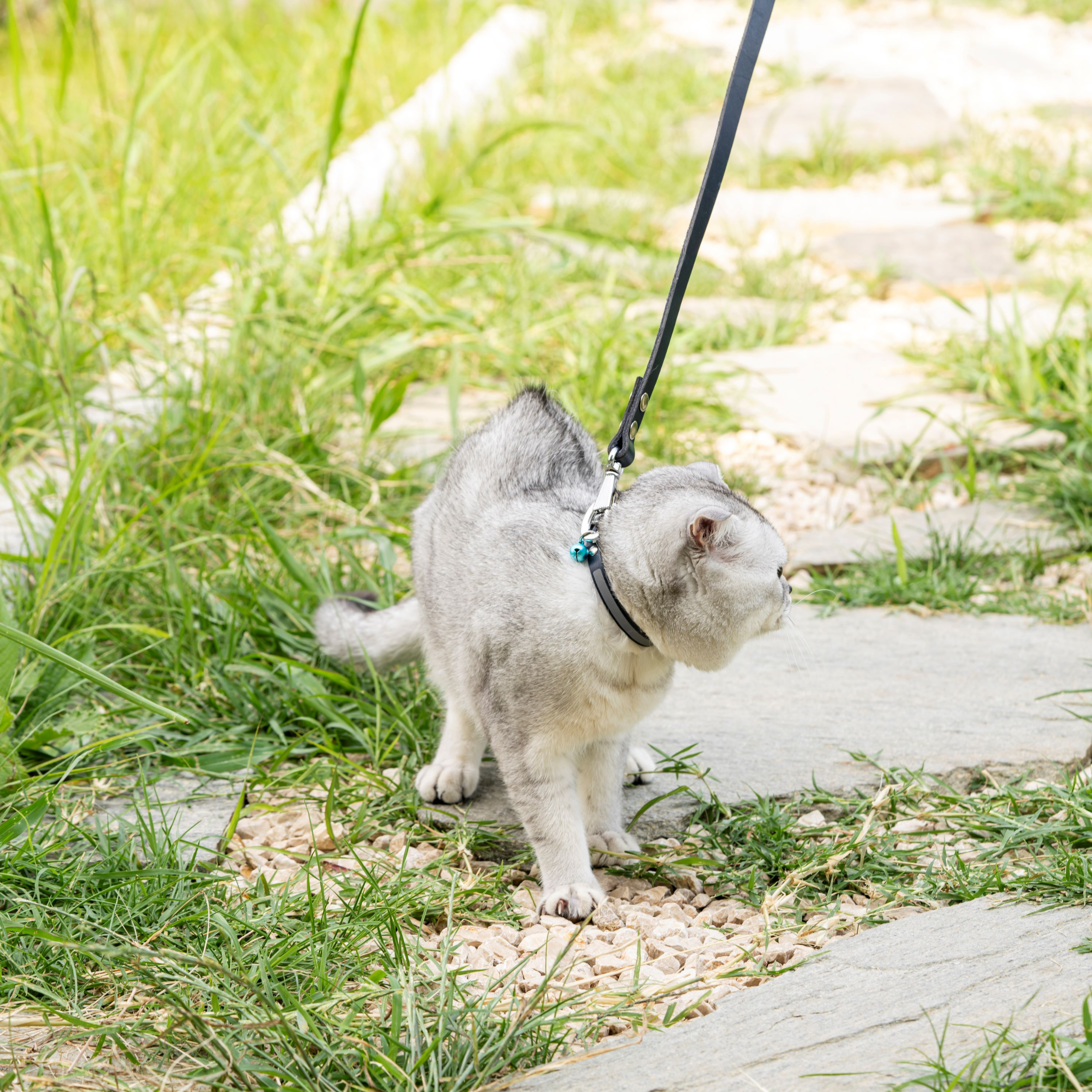 Filbert Leather Cat Collar, Reflective Cat Collar with Bell - Picture 51 of 61