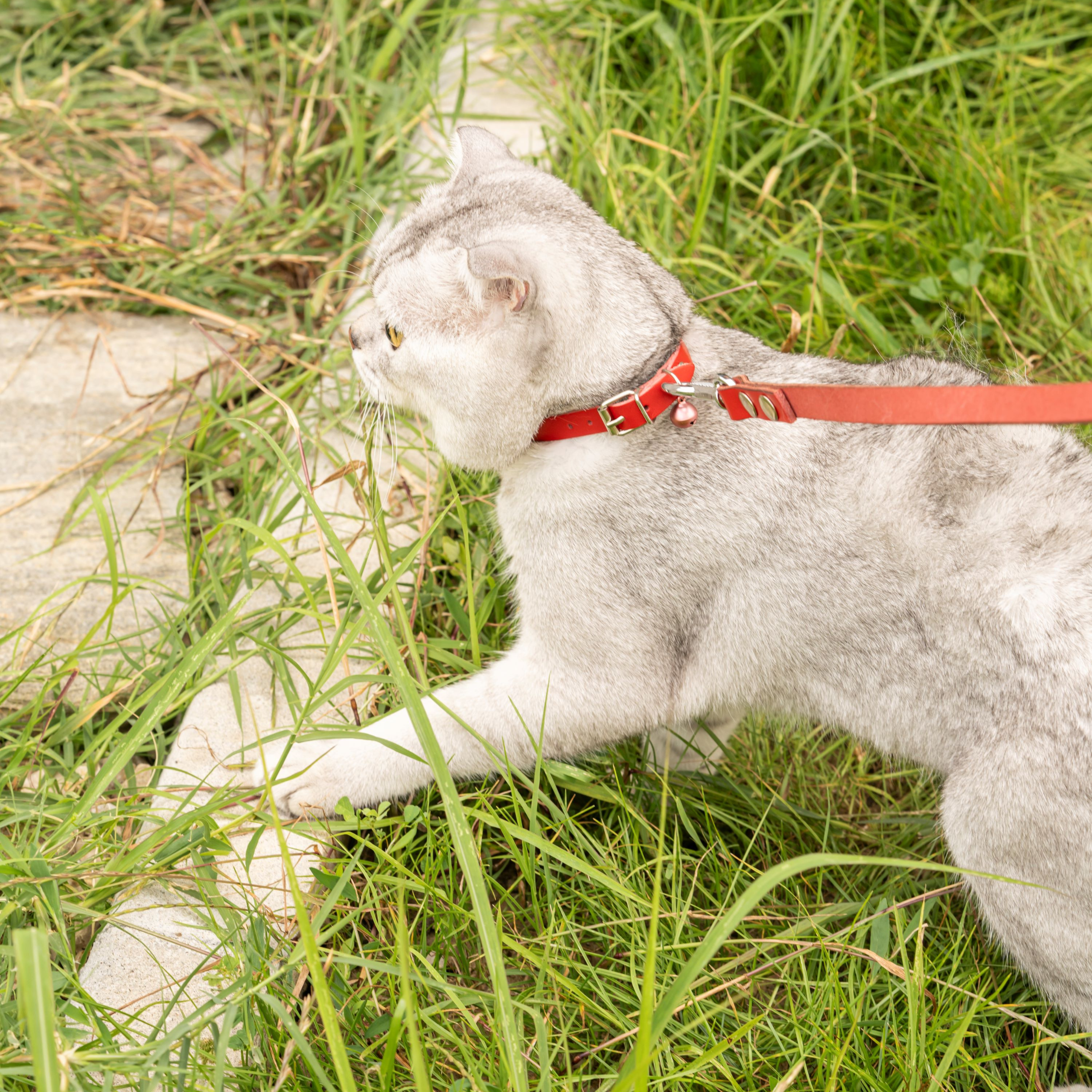 Filbert Leather Cat Collar, Reflective Cat Collar with Bell - Picture 34 of 61