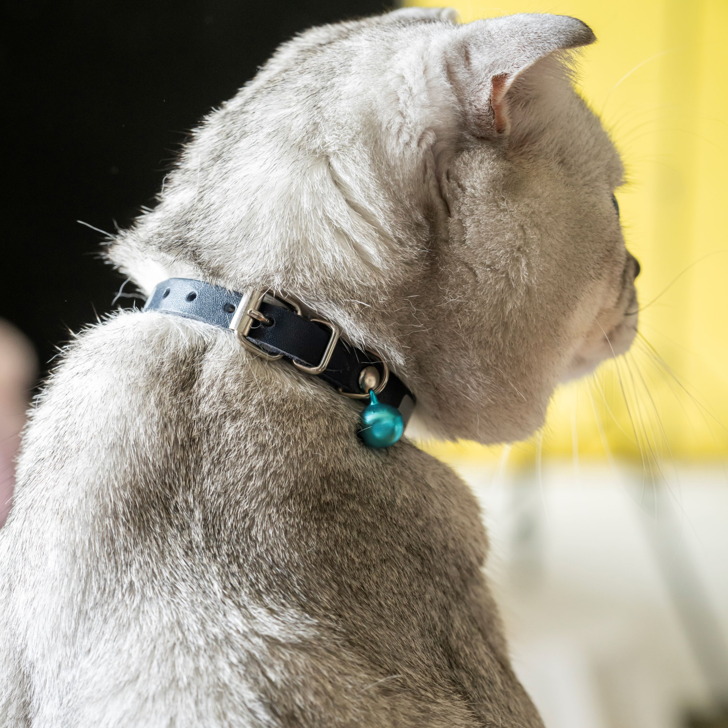Filbert Leather Cat Collar, Reflective Cat Collar with Bell - Picture 22 of 61