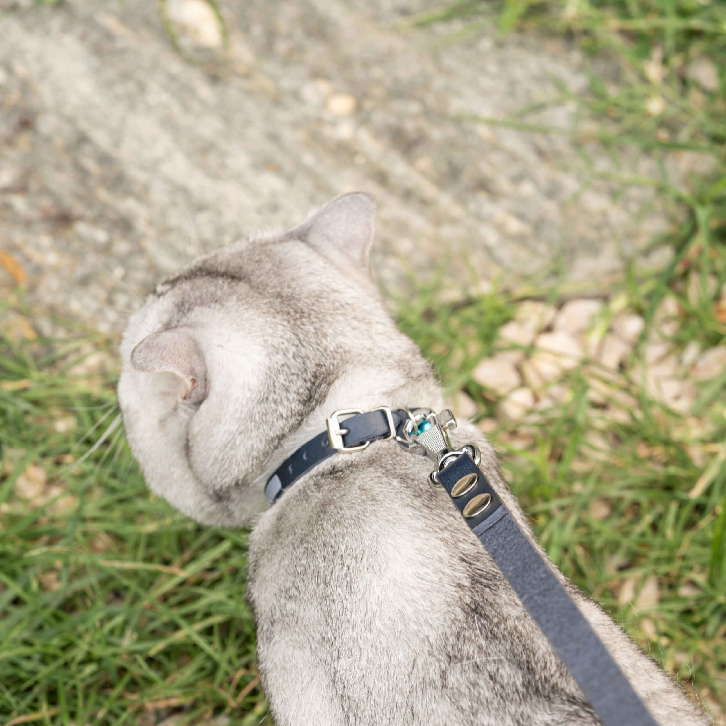 Filbert Leather Cat Collar, Reflective Cat Collar with Bell - Picture 58 of 61