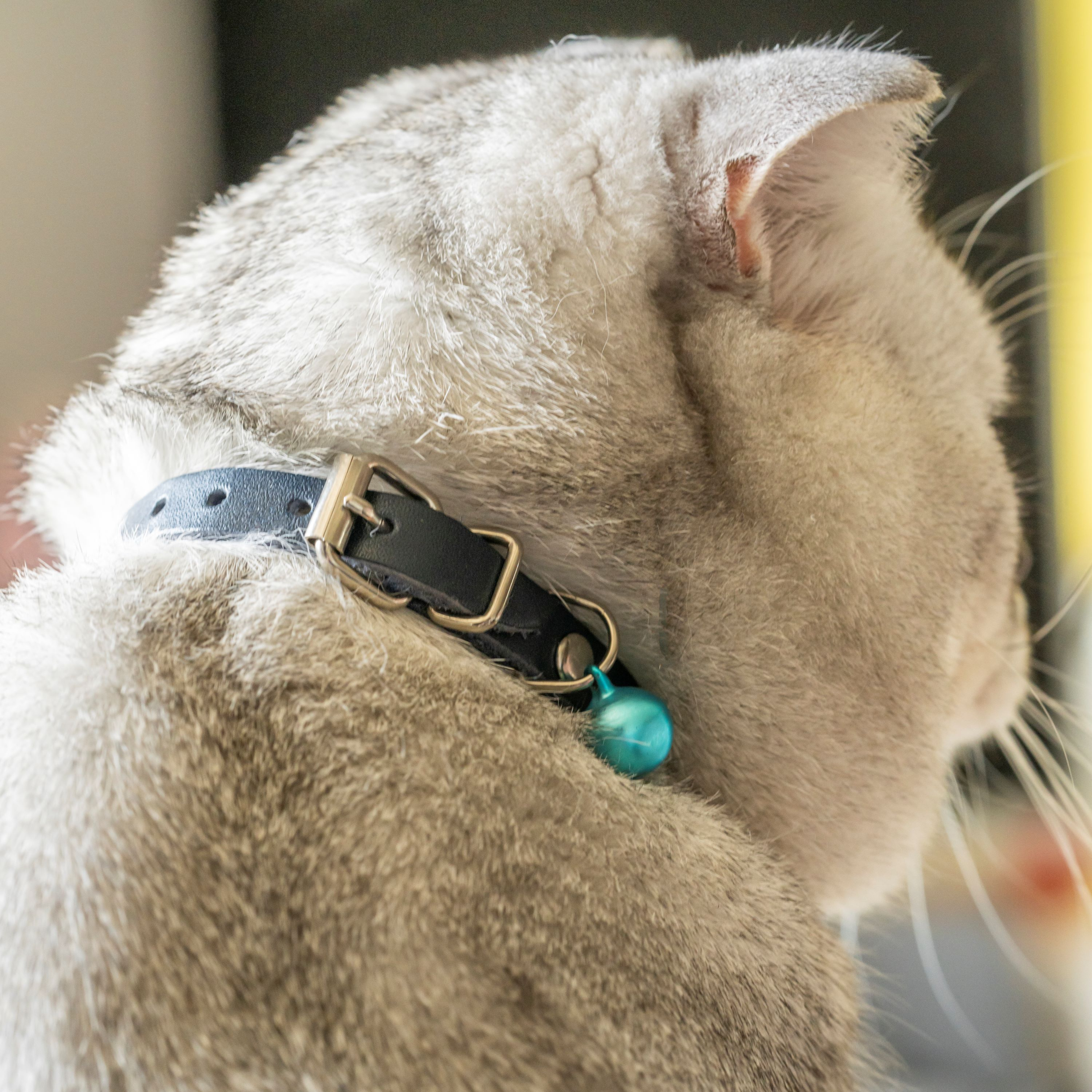 Filbert Leather Cat Collar, Reflective Cat Collar with Bell - Picture 15 of 61